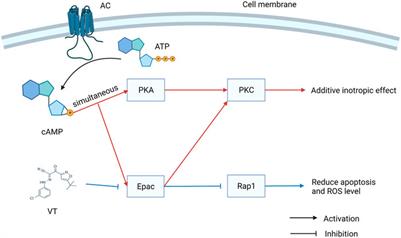 Epac: A Promising Therapeutic Target for Vascular Diseases: A Review